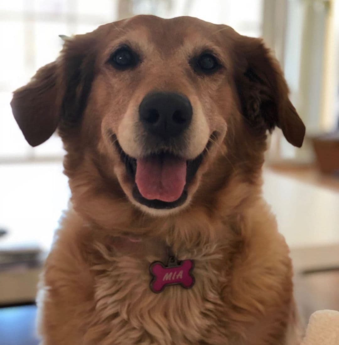 Esta semana celebramos el
<a href="https://www.univision.com/shows/despierta-america/celebramos-el-dia-internacional-del-perro-con-los-amigos-de-cuatro-patas-de-nuestros-talentos-video">Día Internacional del Perro</a>, esos hermosos amigos de cuatro patas que siempre nos alegran y acompañan con tanto amor.