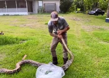 A finales de junio, Mike Kimmel, también conocido como el vaquero de pitones, capturó una gigantesca pitón de 17 pies y 7 pulgadas, siendo en ese entonces la más larga serpiente de esa especie cazada en el estado.