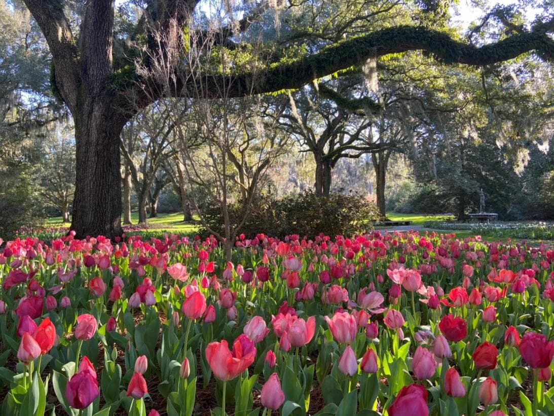 <b><a href="https://www.univision.com/local/north-carolina-wuvc/mejores-jardines-botanicos-carolina-del-fotos">Te podría interesar: 5 jardines botánicos para visitar esta primavera en Carolina del Norte</a></b>