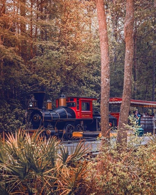 <b><a href="https://okeswamp.org/" target="_blank">Okefenokee Swamp Park</a></b>: Disfruta del follaje otoñal de Georgia del Sur a través del ferrocarril Okefenokee Swamp Park Railroad. El tren Swamp Park sale de la estación en Waycross y lleva a los pasajeros en un viaje de una hora, que se completa con una parada en Pioneer Island, rica en historia.