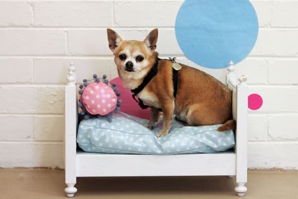 Así que ya lo sabes, los malos comportamientos no son sólo culpa del can, tu propia determinación puede hacer de un perro mal portado, un angelito.