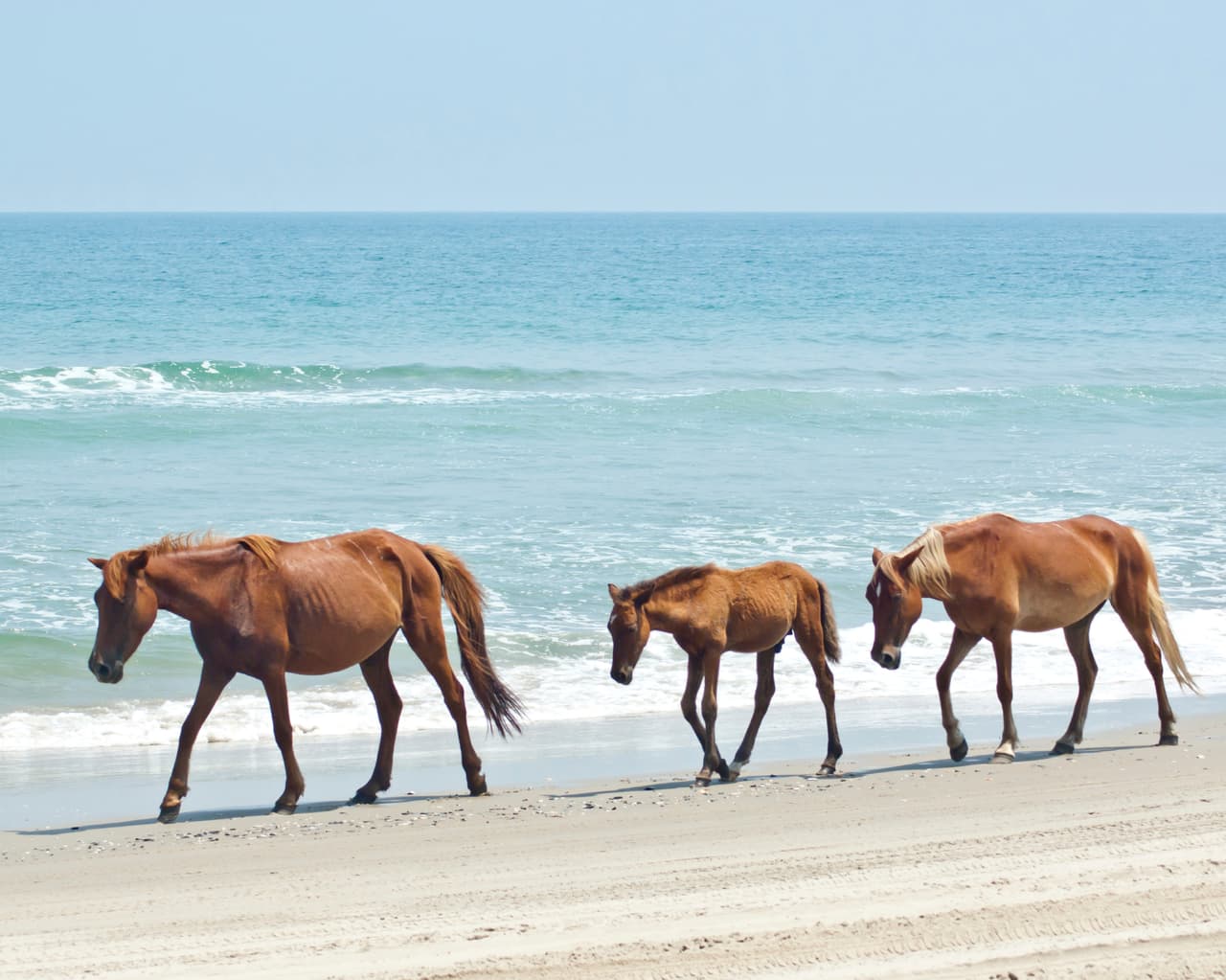 Isla de Chincoteague, Virginia. Conéctate con tu ser más primitivo y natural, viendo ponis correr libremente y pescando tus propios mariscos.