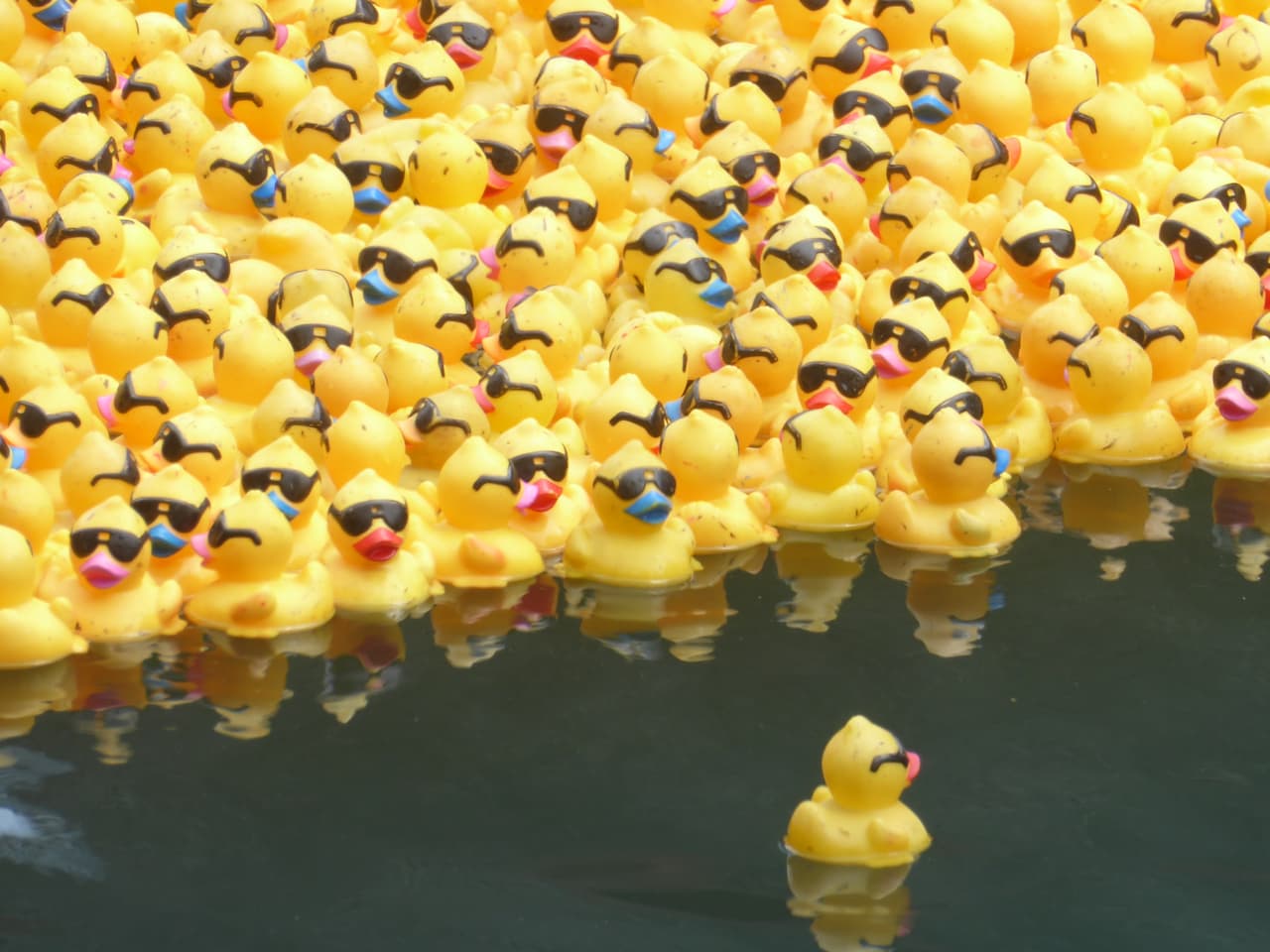 De acuerdo con el sitio de internet www.duckrace.com, este año fueron adoptados 57,234 patitos de hule.