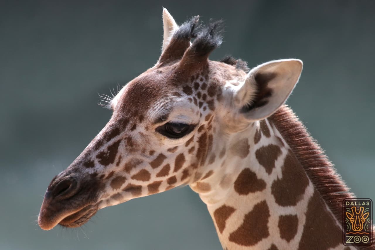 Phoenix Zoo lanza un ‘safari digital’