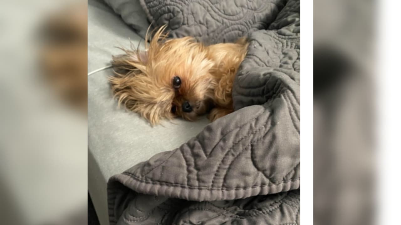 "Lola duerme con nosotros y cada vez q alguno se levanta al baño ella va y se acuesta en nuestro lugar y no logramos moverla ... pero con esa cara .. nos mata !!!", describió Diana Herrera.