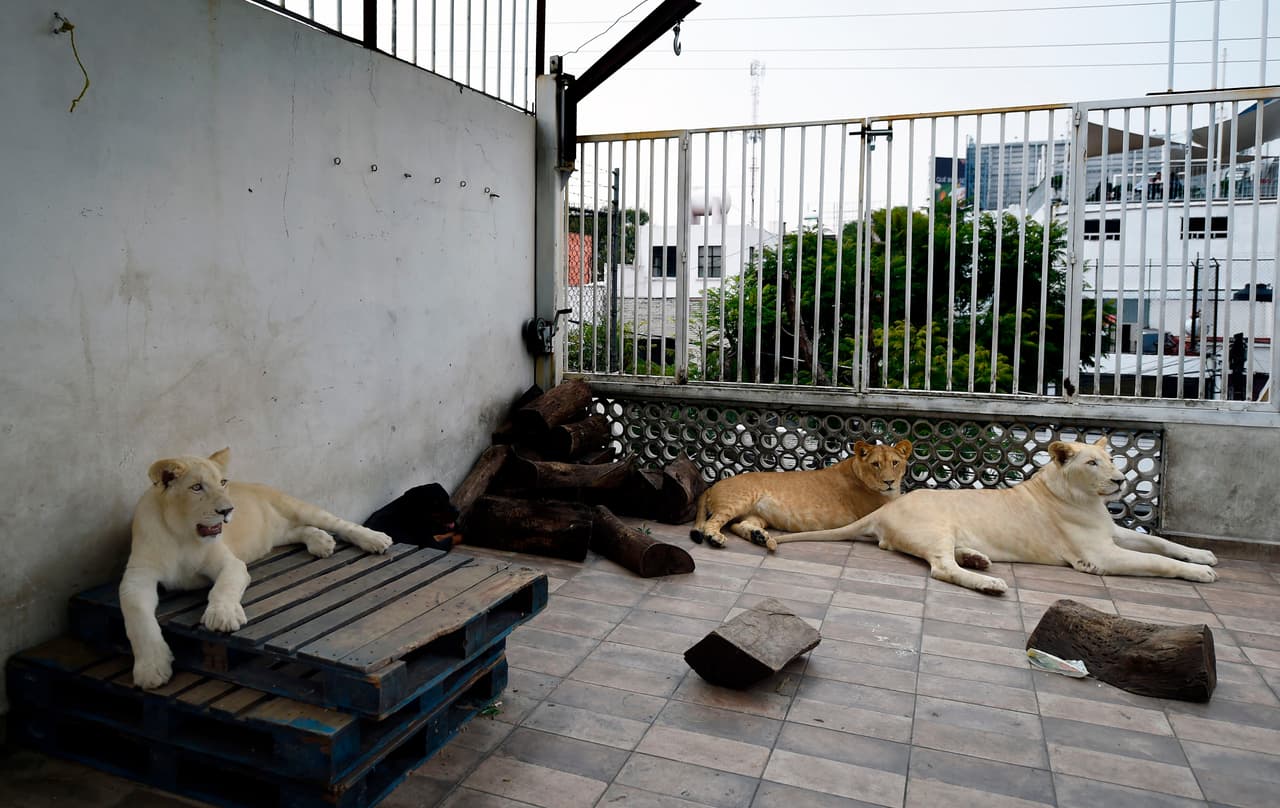 La presencia de los felinos en una residencia fue denunciada por usuarios de redes sociales, lo que movilizó a los cuerpos de seguridad, ambientalistas y periodistas. El dueño de los animales, lejos de esconder la guarida de cemento que tiene en su techo, mostró los permisos correspondientes y dejó que algunos visitantes comprobaran con sus propias manos que son "inofensivos".