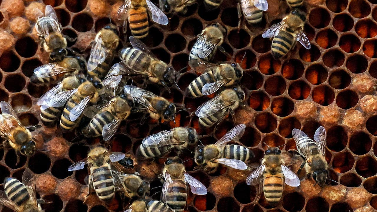 ¿Por qué las abejas producían miel en colores azul y verde?
