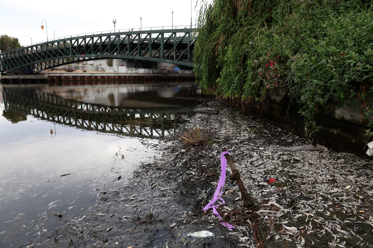 La explicación que dan expertos es que la floración de algas marinas está ocasionando la muerte de los peces.
<br>