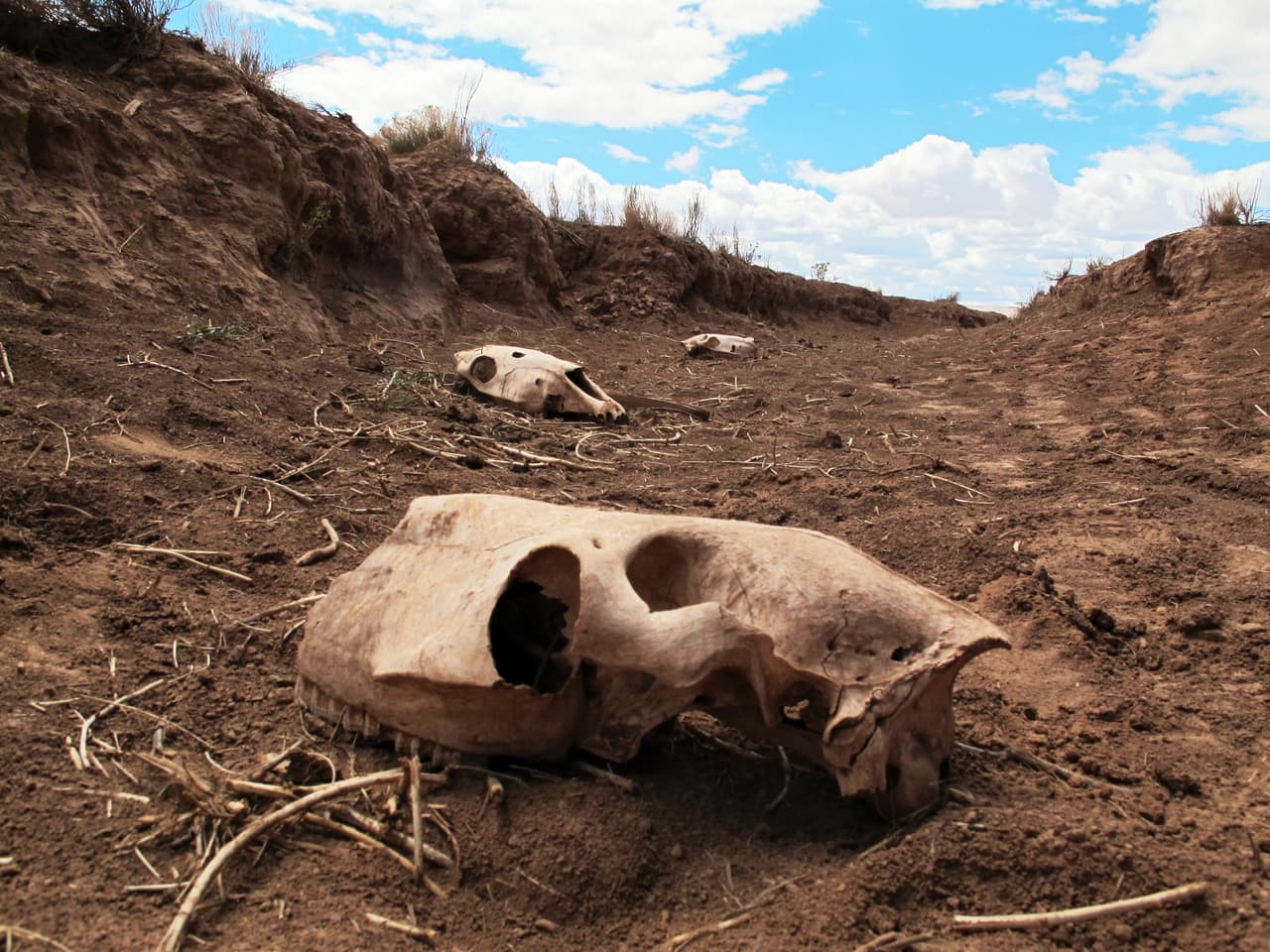 Restos más antiguos de animales se pueden ver en un barranco adyacente al abrevadero donde se descubrieron las decenas de caballos muertos. La sequía ha sido implacable durante el último año en una zona superpoblada de caballos salvajes.