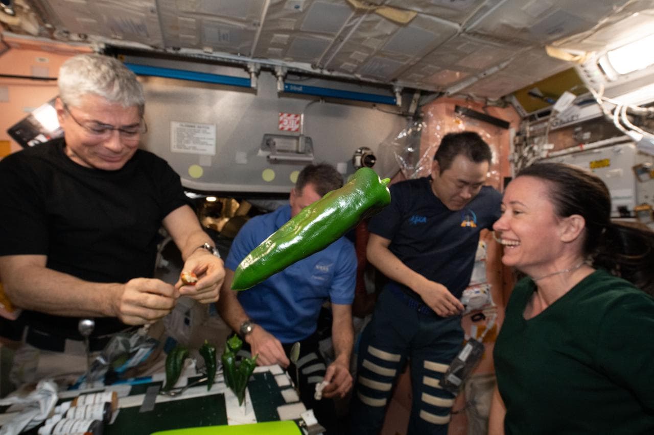 Los astronautas en el momento de la cosecha y posterior preparación de los chiles para comerlos en tacos.