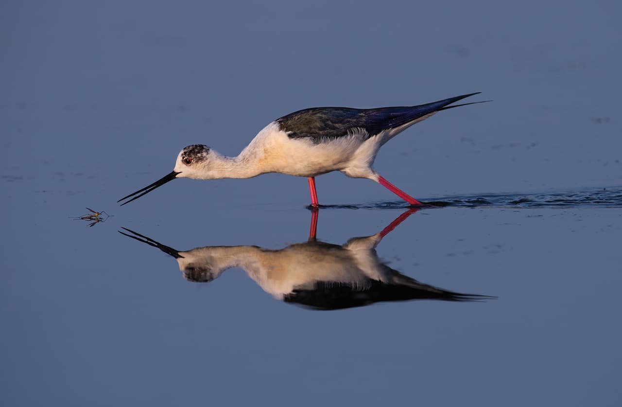 A esta foto de Artur Stankiewicz le fue otorgada una mención honorífica en la categoría de los aficionados. Muestra una cigüeñuela común y su reflejo en el agua cerca de Skala Kallonis, Isla de Lesbos, Grecia.