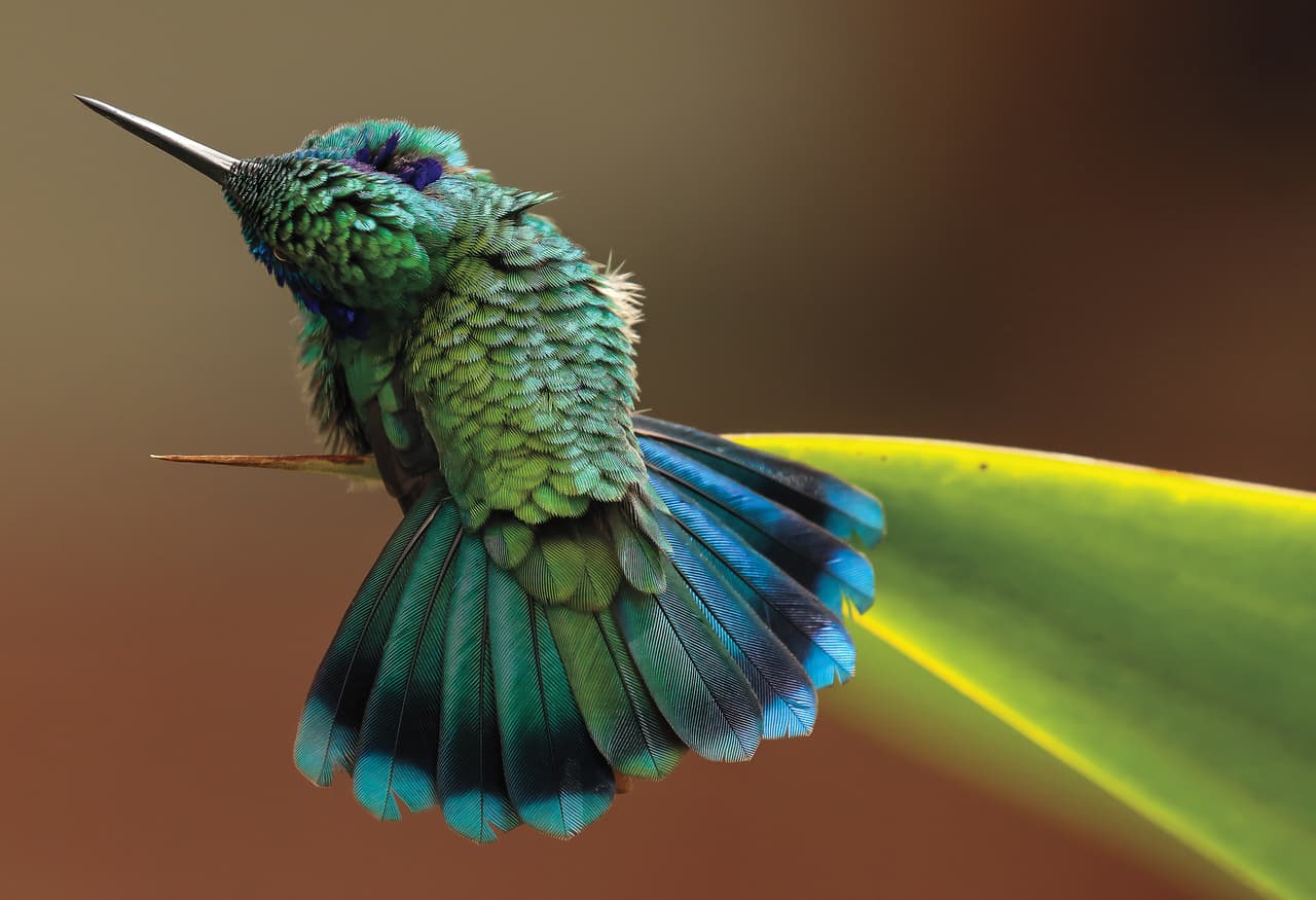 Imagen ganadora de la categoría de las bellas artes: Foto de un colibrí orejas violetas posado sobre una hoja. Capturada por Barbara Driscoll en el hotel Savegre, San Gerardo de Dota, Costa Rica.
