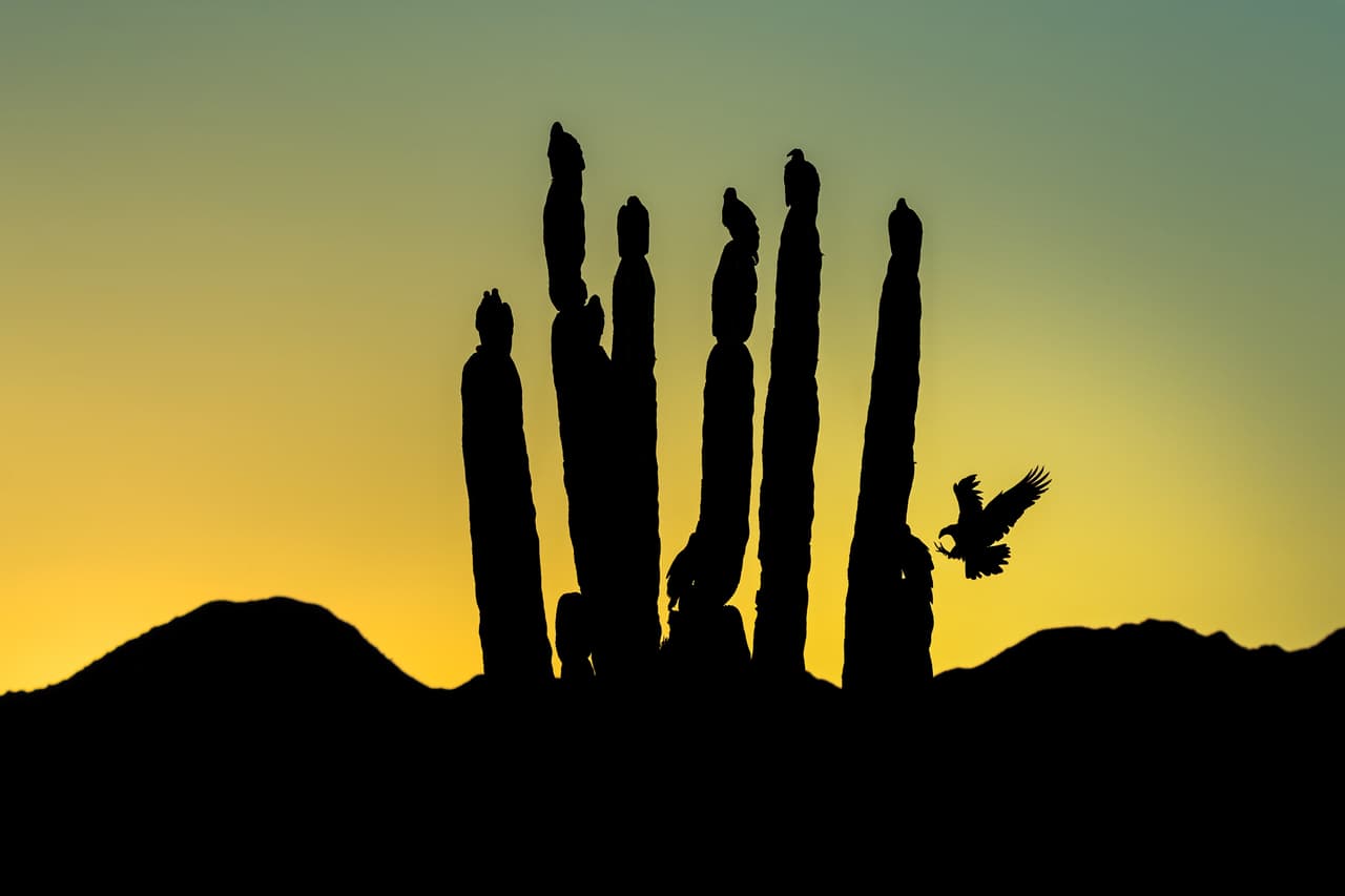 Siluetas de un grupo de zopilotes aura posados sobre cactus. Imagen tomada por Blake Shaw cerca de San Felipe, Baja California, México. Recibió una mención honorífica en la categoría de las bellas artes.