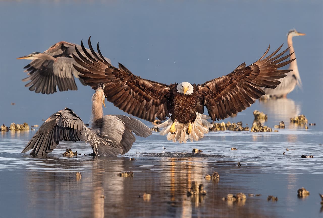 Ganadora del Gran Premio del concurso anual de la la Sociedad Nacional Audubon, la prestigiosa organización ornitológica de Estados Unidos. Esta foto, perteneciente al fotógrafo profesional Bonnie Block, muestra un águila calva entre garzas morenas en Seabeck, Washington.