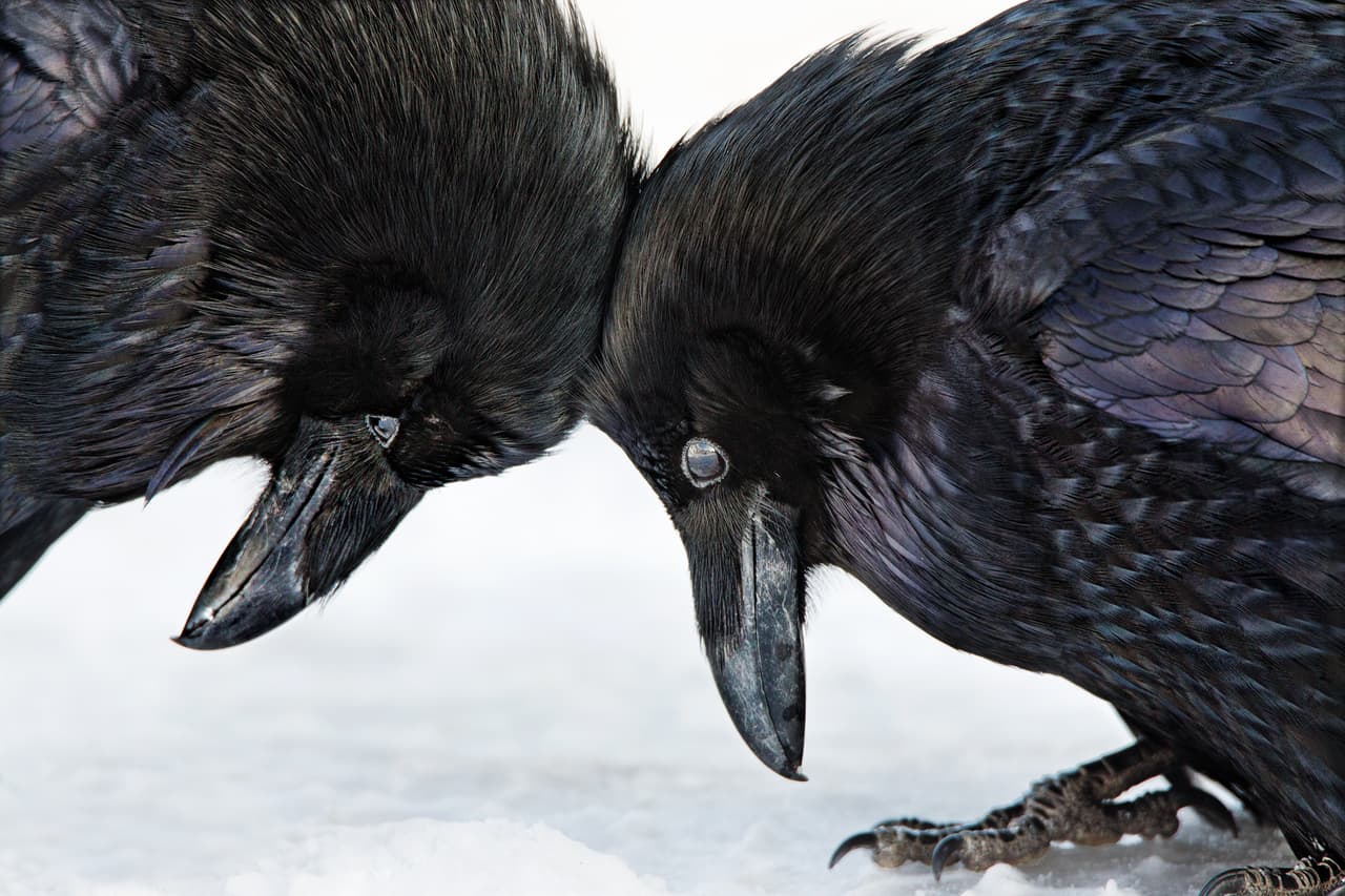 Otra mención honorífica de la categoría de los aficionados: Esta fotografía de dos cuervos comunes fue sacada por Colleen Gara en el Parque Nacional de Banff, en Alberta, Canadá.