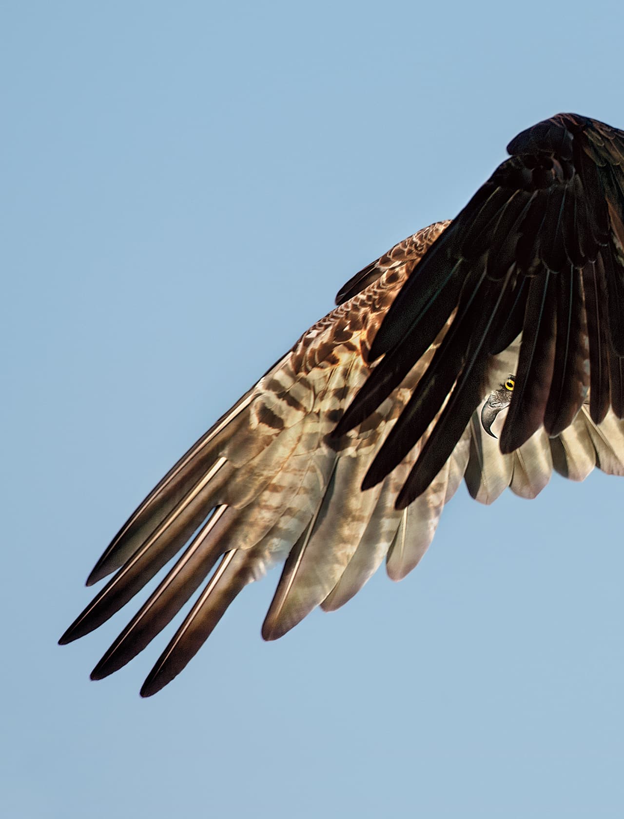 Primer premio de la categoría para profesionales: Esta fotografía muestra el ala de un águila pescadora y fue sacada por Dick Dickinson en Siesta Key, Sarasota, Florida.
