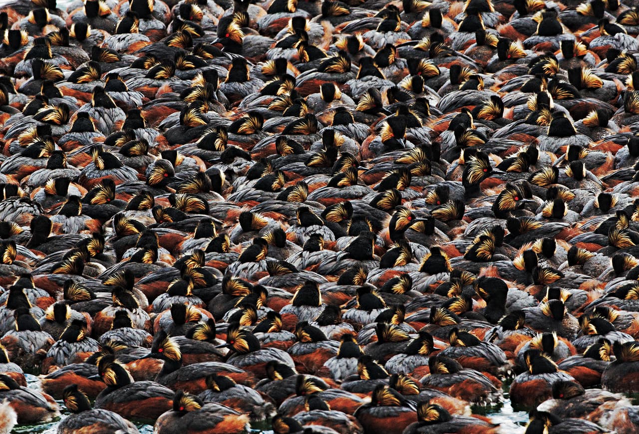 Mejor imagen de la categoría para aficionados: En ella se ve una multitud de zambullidores orejones. Fue hecha por Steve Torna en el lago Yellowstone del Parque Nacional Yellowstone, Wyoming.