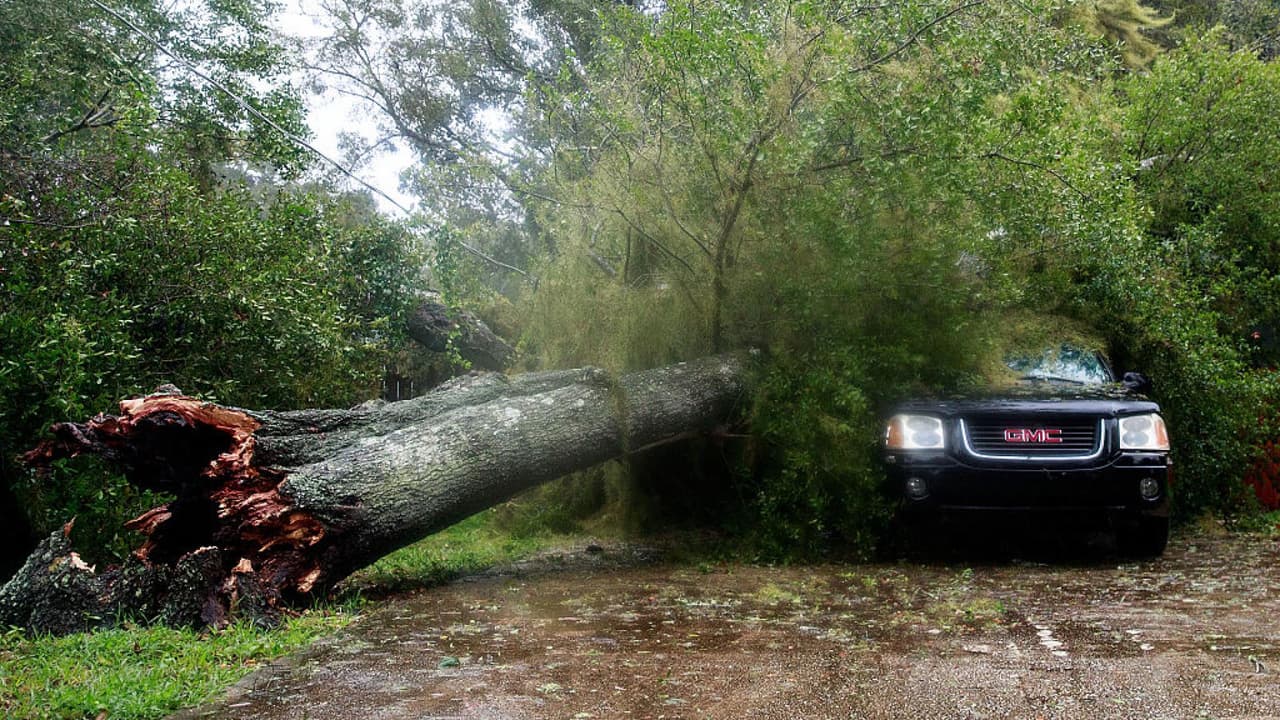 Las intensas lluvias y los fuertes vientos provocan la caída de árboles en Los Ángeles