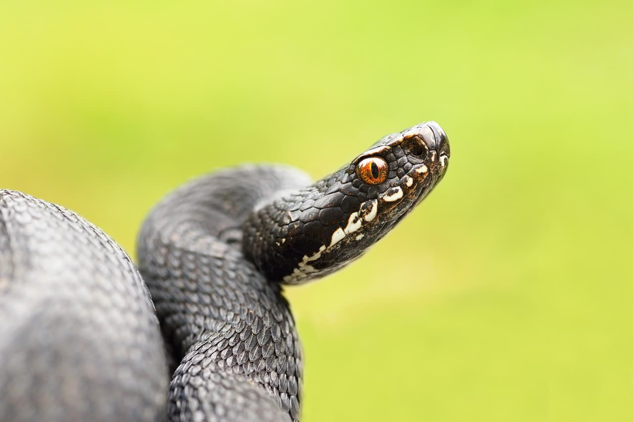 black female european common viper
<br>