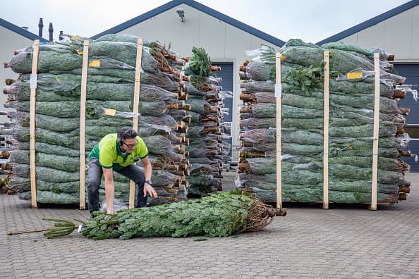También hay varias formas en que se reciclan los árboles. En San Antonio, por ejemplo, el Departamento de Manejo de Residuos Sólidos recolecta árboles a principios de enero y los convierte en mantillo que luego se entrega al público de forma gratuita.