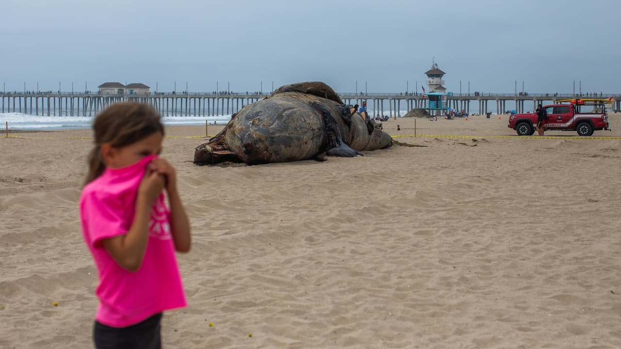 Expertos descartan que la muerte esté relacionada con la proliferación de algas tóxicas que afecta a otros mamíferos marinos, aunque aún se harán pruebas para descartar esa causa.