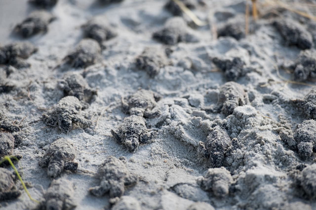 Cientos de tortugas marinas murieron en North Myrtle Beach la noche del lunes debido a la intensidad de las precipitaciones.