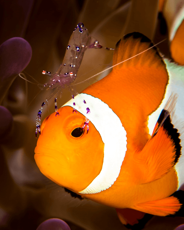 El estadounidense Brandi Mueller se apropió del tercer lugar de la categoría Vida Silvestre.