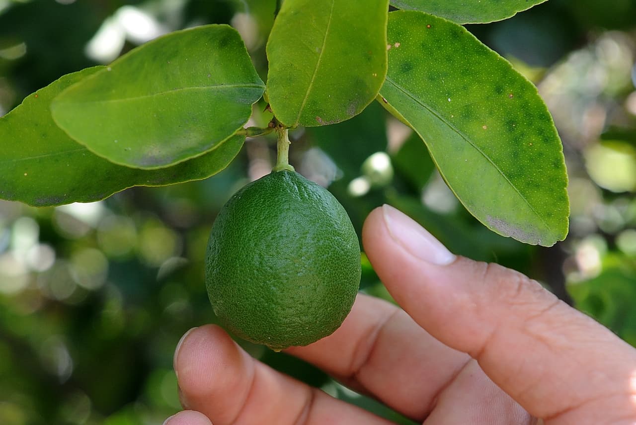 Si no puede ser voluntario, puede ayudar al banco de alimentos donando cítricos. Usted puede hacer sus donaciones en los bancos de comida de Phoenix y Surprise hasta el 30 de abril. Haz 
<a href="https://www.firstfoodbank.org/citrus-gleaning-seasonal/?fbclid=IwAR2KtIJy8hOKcjzfOkiRyVLur5CvPm5P-gvGWdpb72gNY2GNmm4hlw8IC2Q" target="_blank">clic aquí</a> para más información sobre este programa.