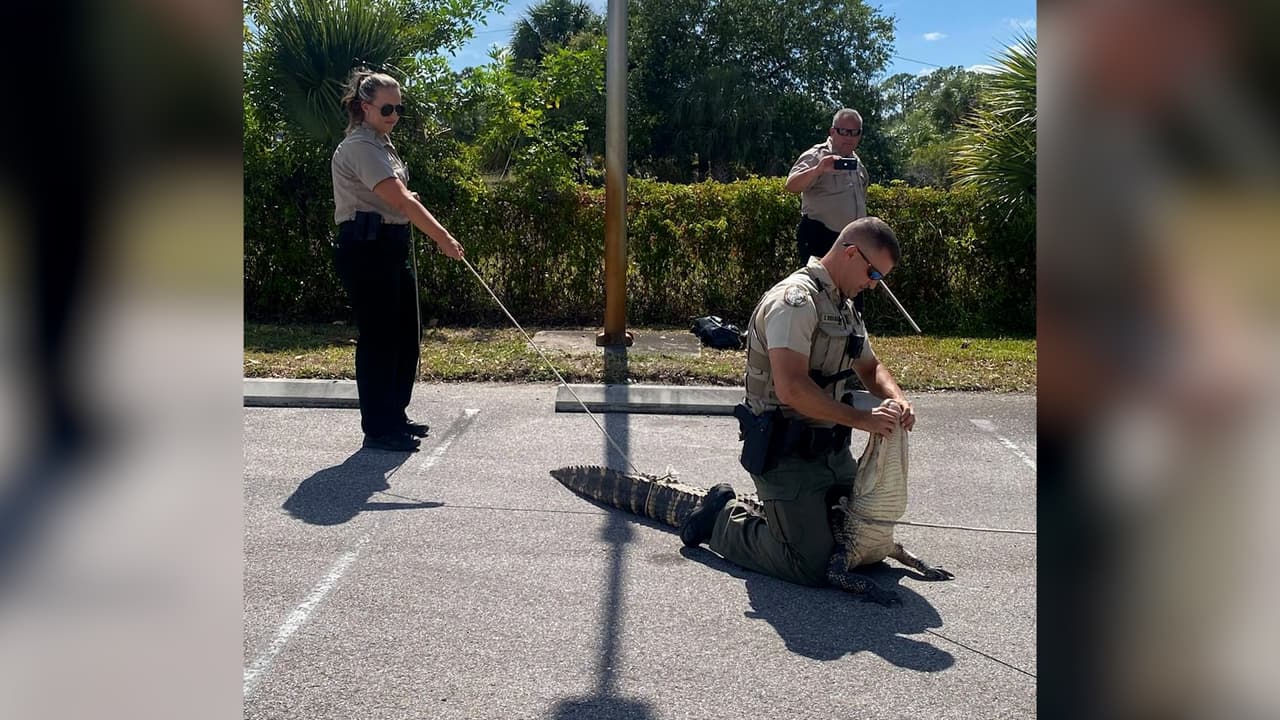 Un cocodrilo de 6 pies de largo persigue a clientes de un Wendy’s