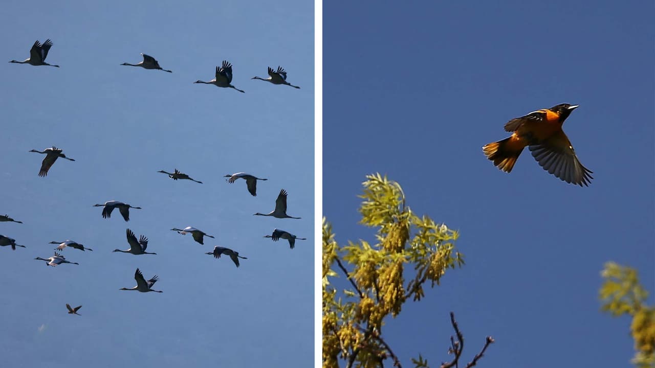 Apagan la iluminación no esencial en Raleigh para proteger a las aves migratorias