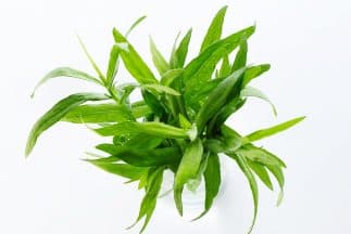 Estragón (tarragon)