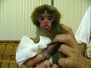 Punch no ha sido el único en crecer abrazando un peluche: la historia de Otome, el mono criado artificialmente