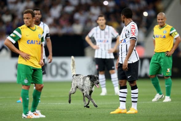Corinthians podría ser sancionado por la invasión de un perro