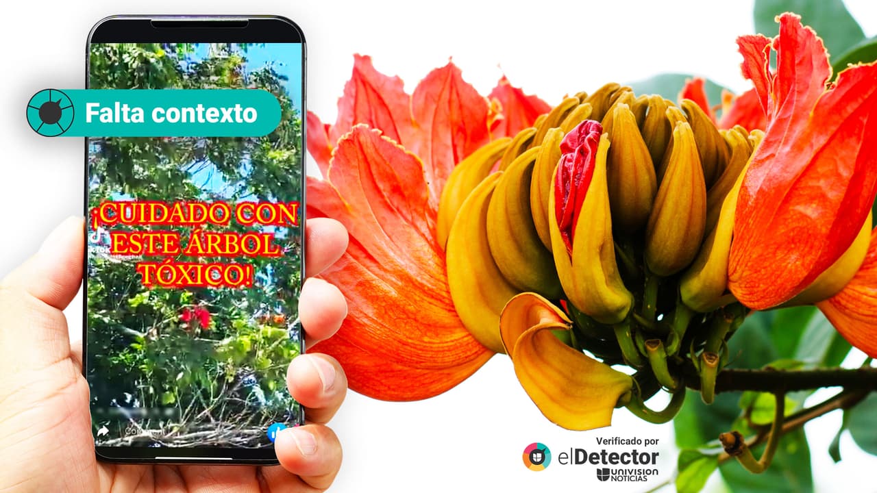 Las flores del tulipán africano son nocivas para las abejas, pero no significa que este árbol sea “tóxico”