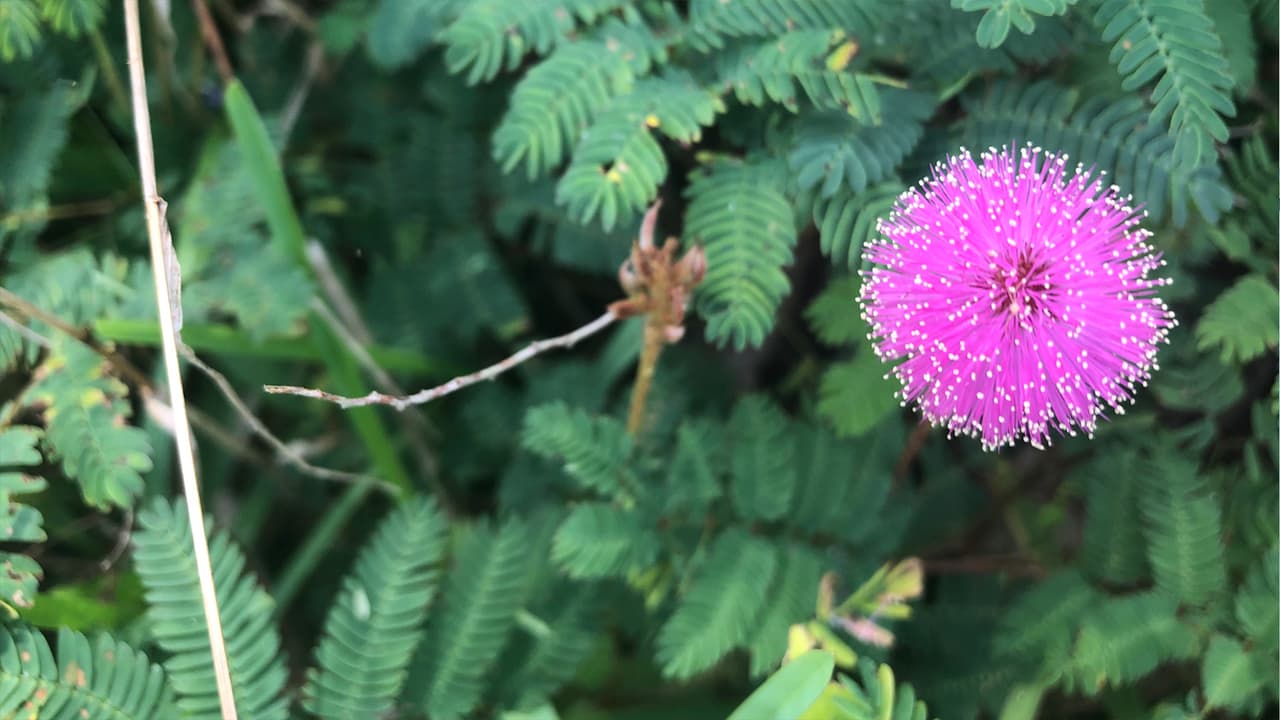 Esta es una flor de la planta 
<a target="_blank" href="https://www.facebook.com/hashtag/mimosapudica?__eep__=6&source=feed_text&epa=HASHTAG">#mimosapudica</a> que crece en las praderas y bosques en Texas.