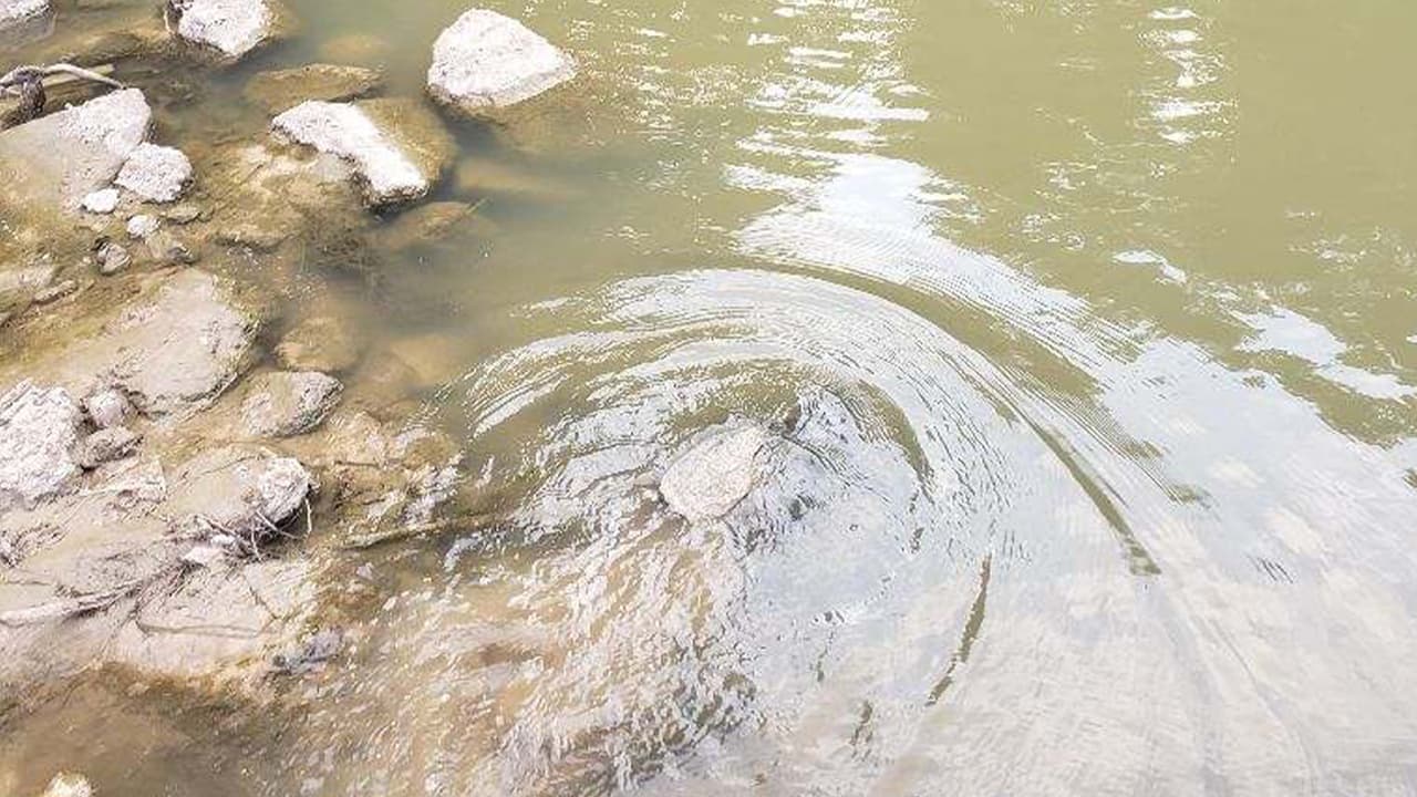 La tortuga regreso a su hábitat natural.