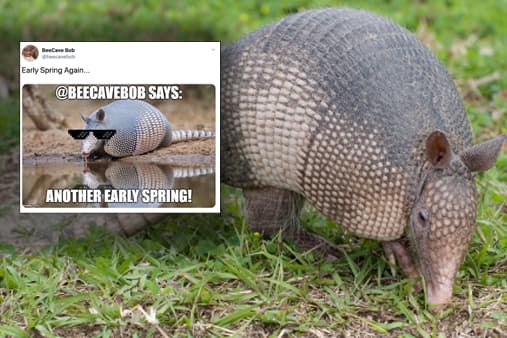Bee Cave Bob, el armadillo de Texas predice una primavera temprana en 2020