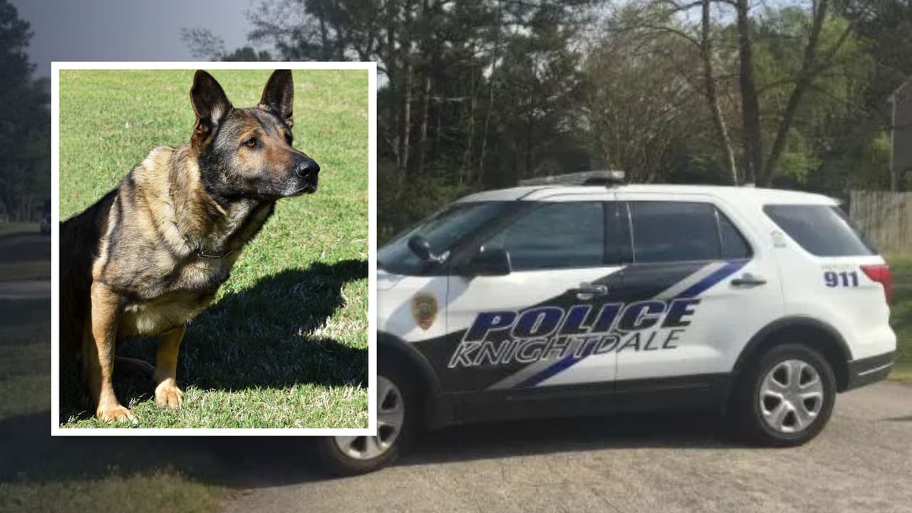Muere K9 de la policía de Knightdale durante arresto de un sospechoso 