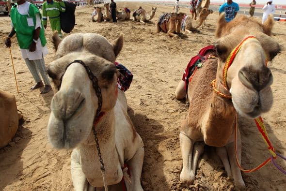 Los camellos y sus jockeys comienzan la carrera durante el Festival de Camellos Mazayin Dhafra.