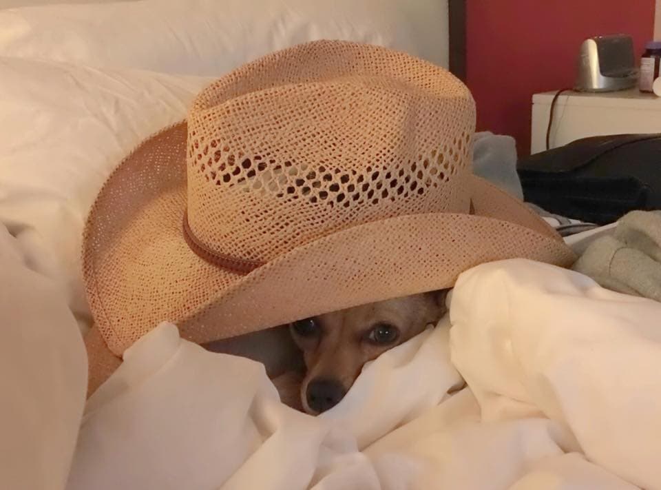 A las perritas también les gusta usar sombreros y hasta nos imaginamos que cantan al ritmo de 'Bandido'.