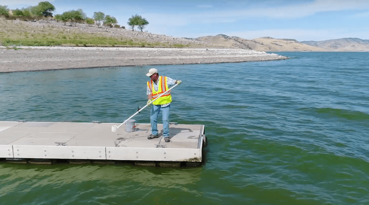 Las temperaturas cálidas, flujos de agua estancados y nutrientes excesivos pueden multiplicarse muy rápidamente creando "floraciones". Estas flores pueden producir toxinas y compuestos de sabor y olor que representan riesgos para la salud de humanos y animales.