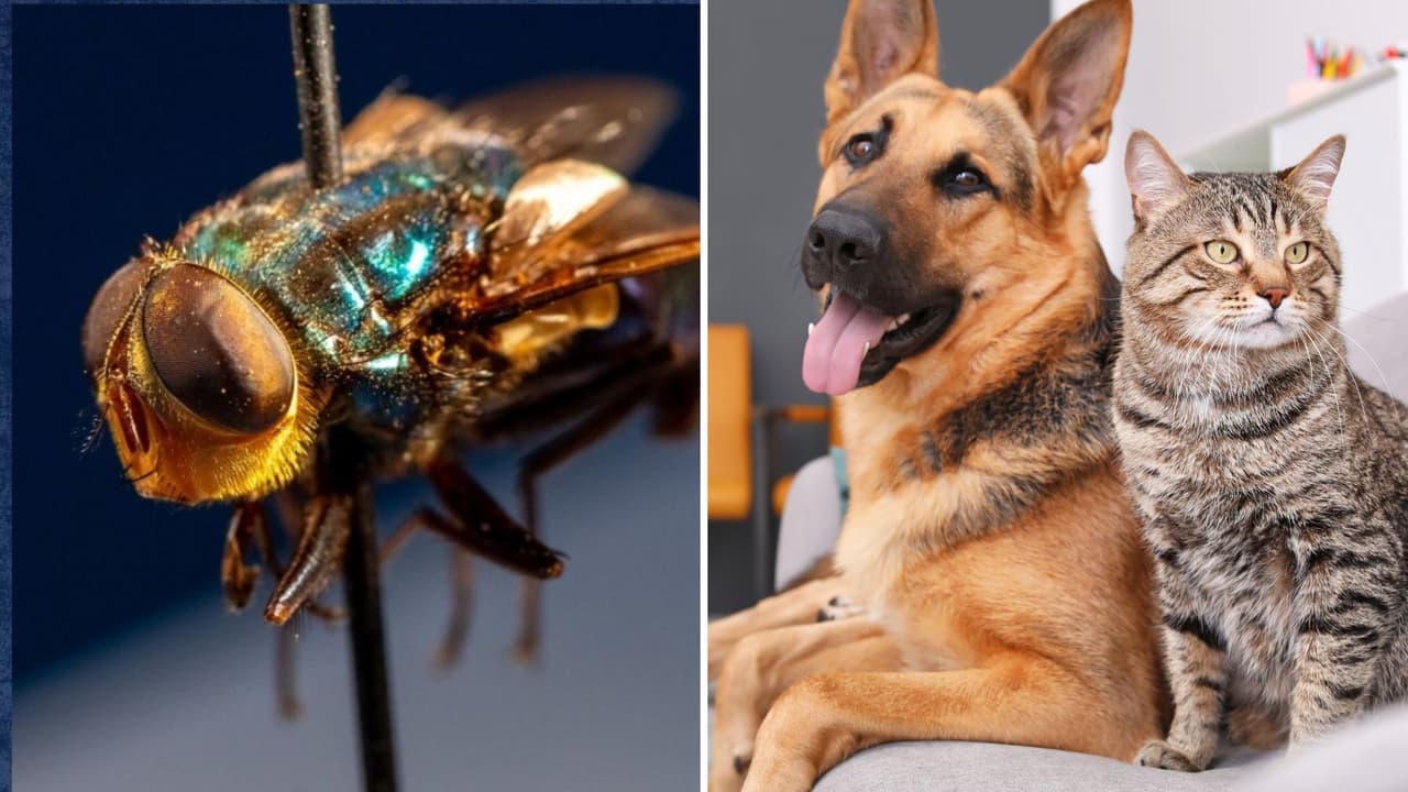 FDA autoriza tratamiento de emergencia contra el gusano barrenador en perros y gatos