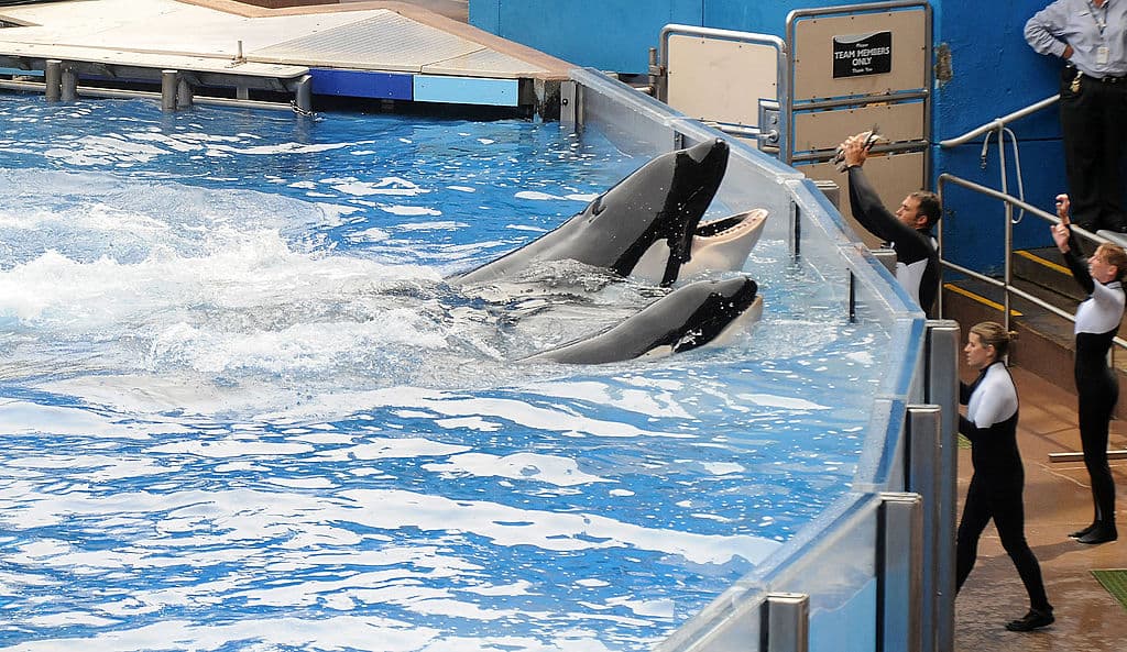 Multan a SeaWorld Orlando: ¿qué pasó con el entrenador herido por una orca?