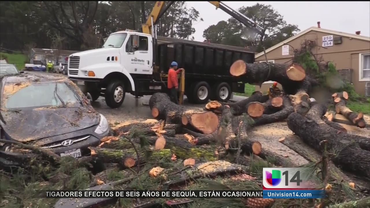 Caída de un árbol en una vivienda en San Francisco causa el desplazamiento de 16 personas 