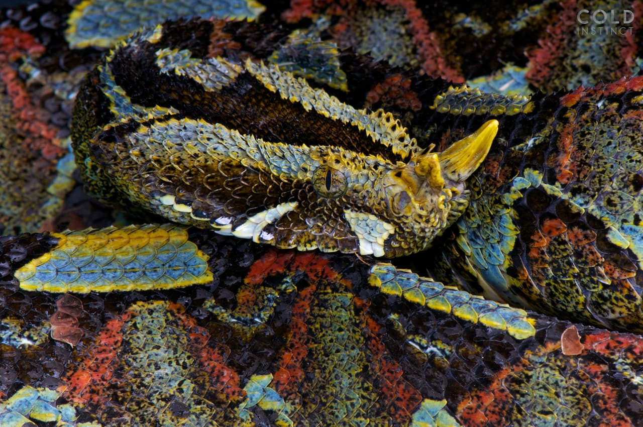 La forma del animal se disuelve en los colores múltiples de las escamas de esta serpiente.