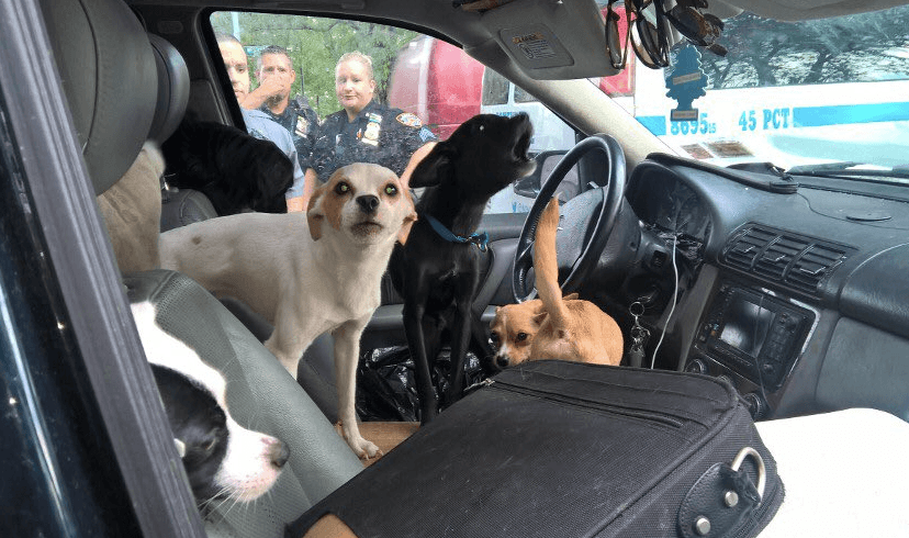 Rescatados 22 perros que vivían dentro de una camioneta Mercedes Benz en El Bronx