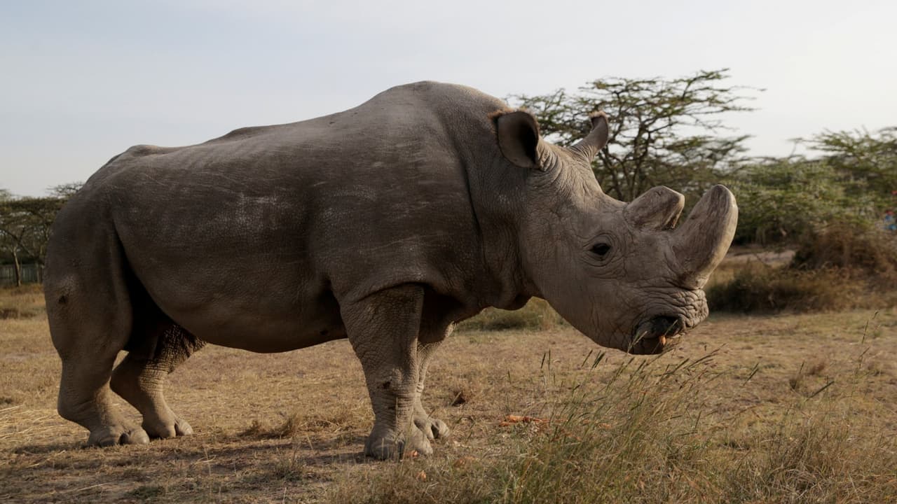 El último macho de rinoceronte blanco del norte está muerto: ya solo queda su esperma para salvar a la subespecie