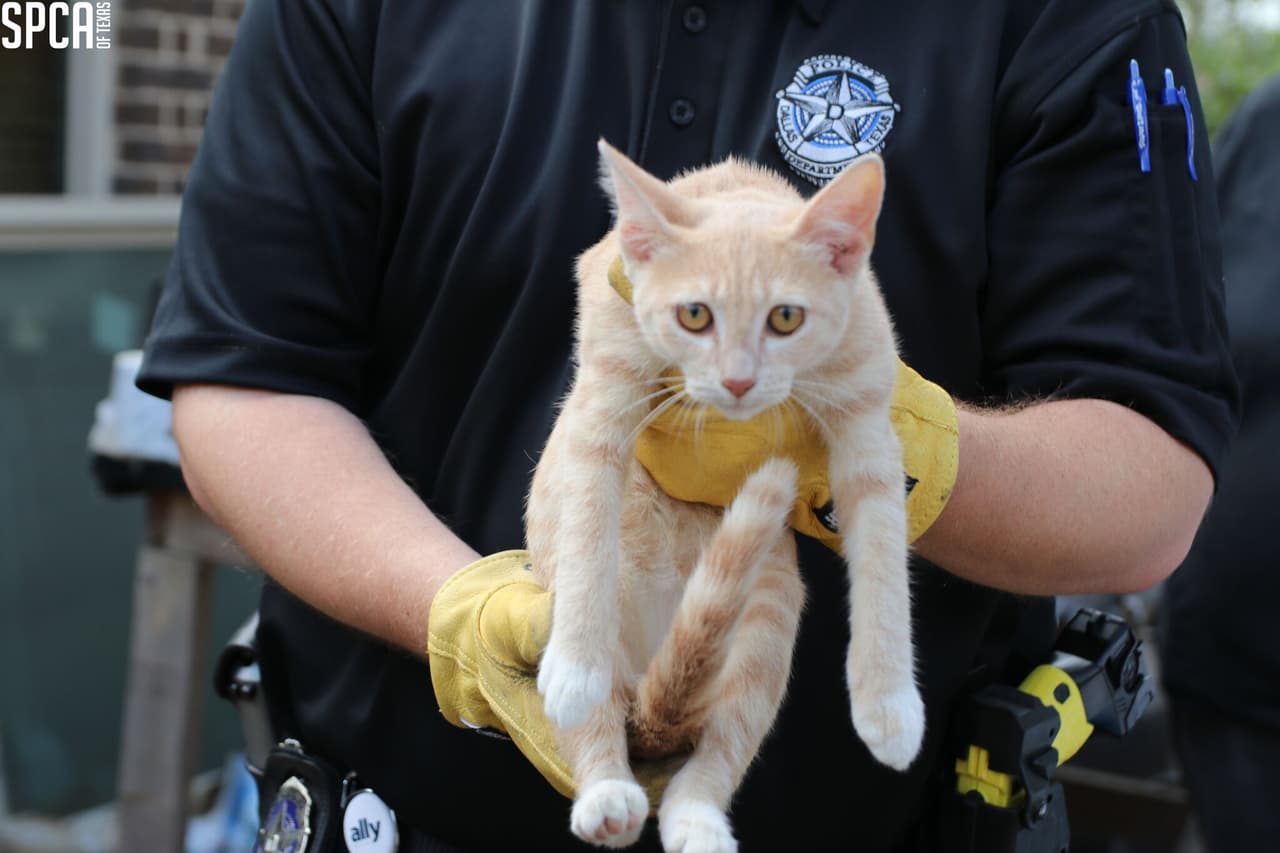 El gatito fue encontrado vagando libremente por la propiedad. Ninguno de los animales tenía acceso a agua adecuada, y solo algunos animales tenían comida o refugio.