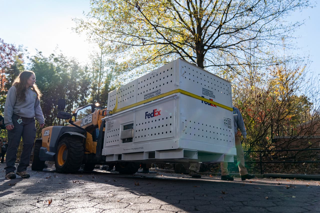 Los pandas fueron puestos en contenedores especiales para su traslado.