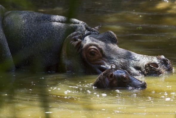 Y aunque la hipopótamo luce cansada a sólo nueve días de haber dado a luz, aprovecha cualquier momento para mostrarle a su cría cómo vivir en el exterior.